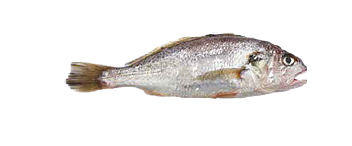 Silver Croaker